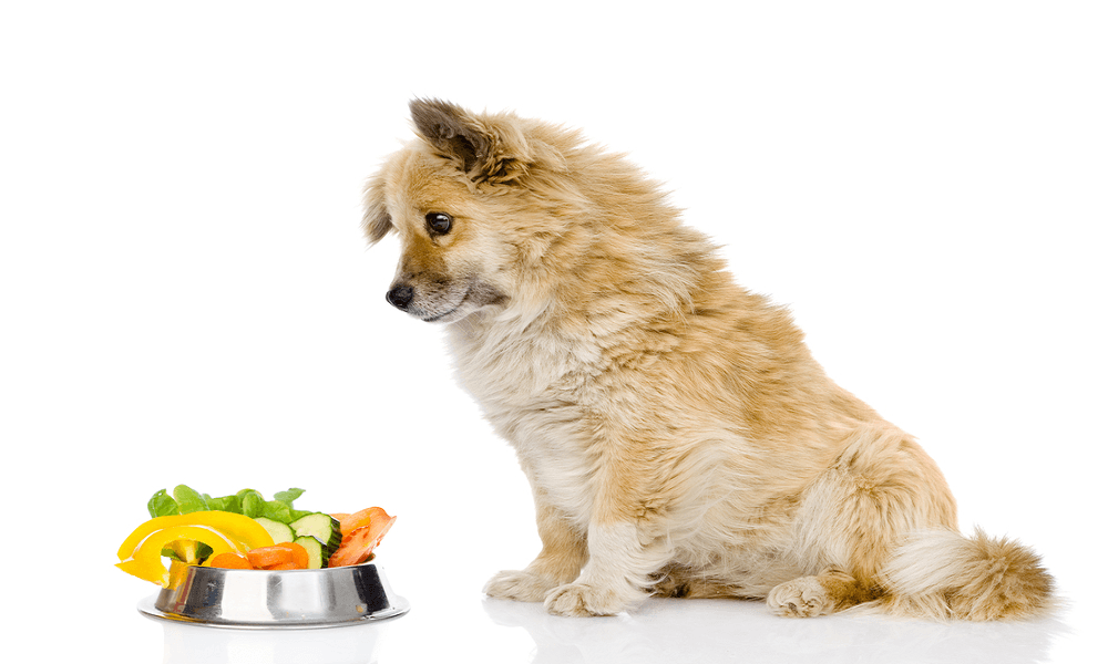 most nutritious wet dog food