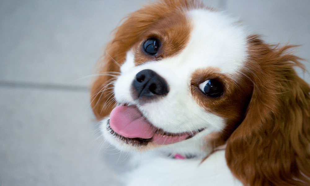 Cavalier King Charles Spaniel