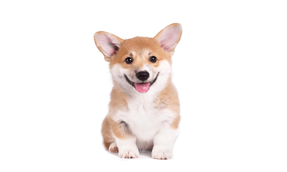 Corgi