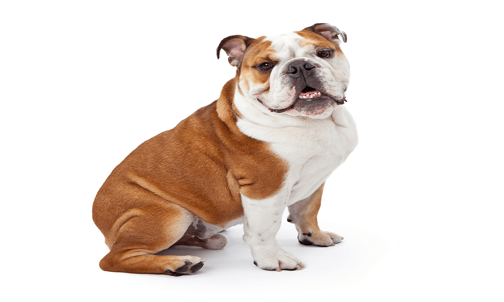 English Bulldog