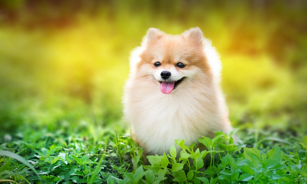 Pomeranian