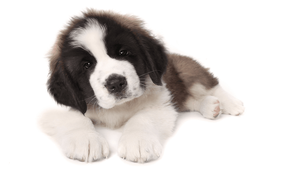 Saint Bernard