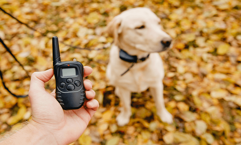 bird dog shock collar