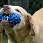 5 Steps To Correct Inappropriate Dog Chewing Behavior