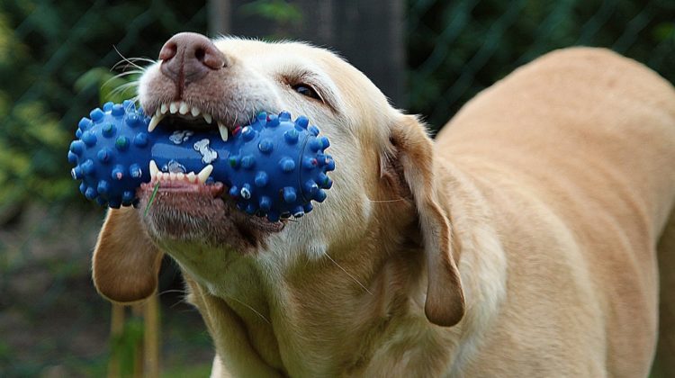 5 Steps To Correct Inappropriate Dog Chewing Behavior