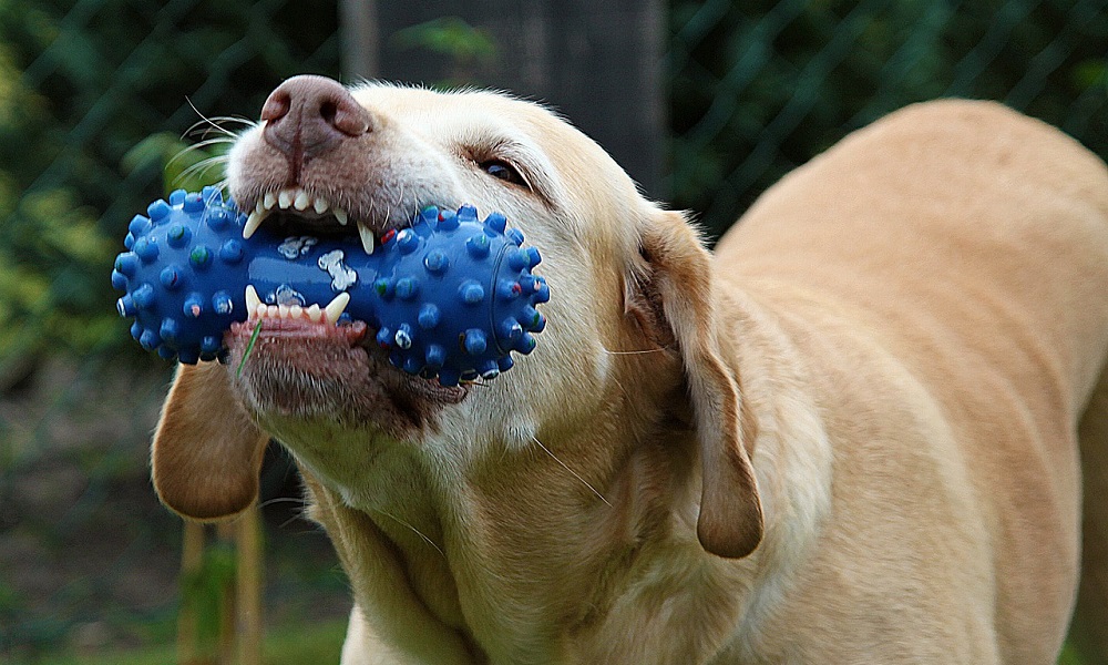5 Steps To Correct Inappropriate Dog Chewing Behavior