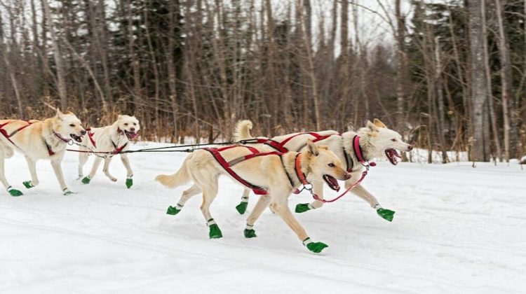 Best Dog Boots