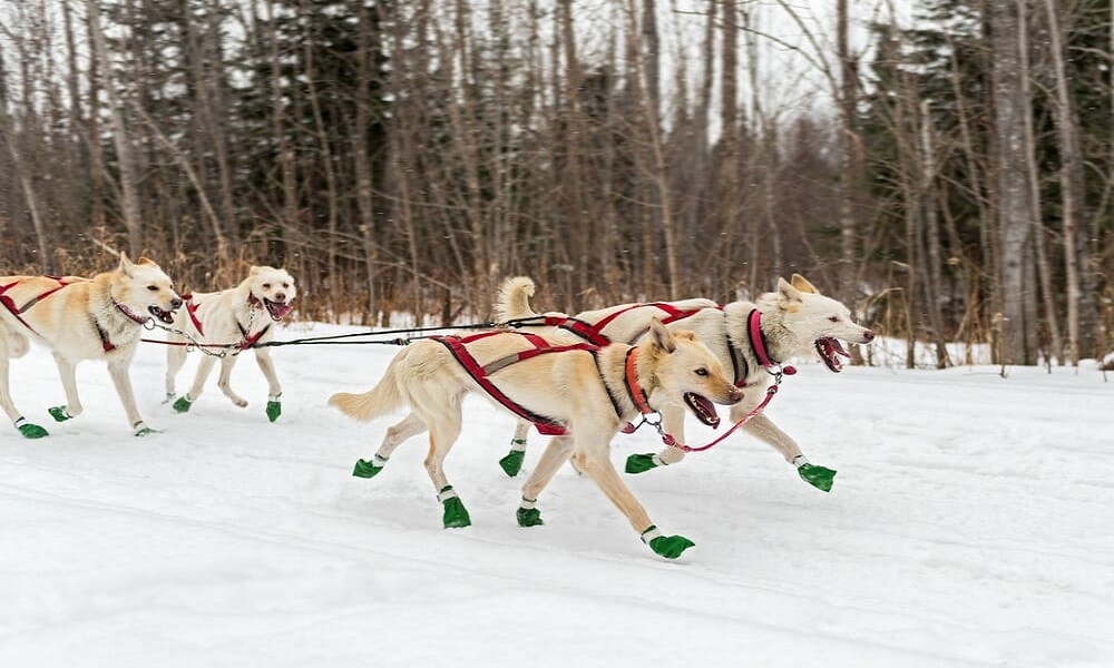 best winter dog boots