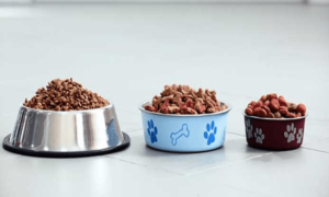 best dog food uk