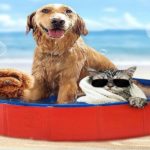 Best Dog Pool
