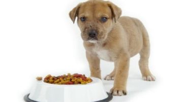 Best Senior Dog Foods 2018 – Buyer’s Guide and Reviews