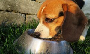 Best Dog Food for Allergies
