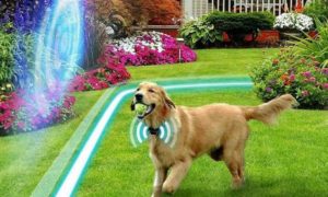 Best Wireless Dog Fence