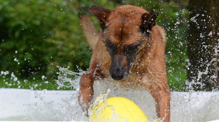 Best Dog Swimming Pools