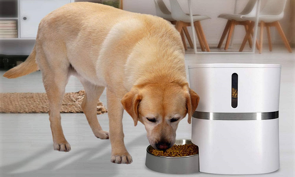 The 10 Best Automatic Dog Feeders of 2021 Dog Guide Reviews