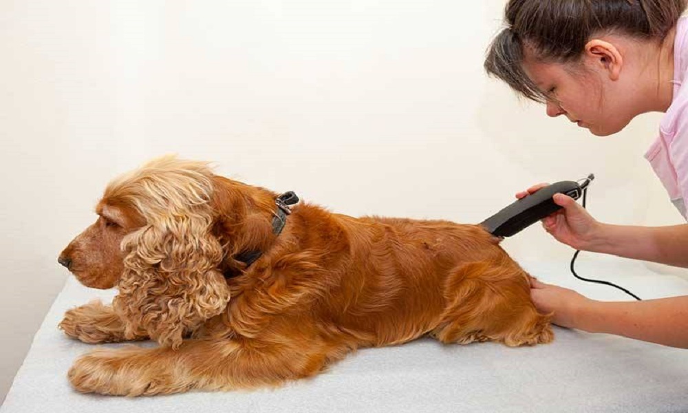 The 10 Best Dog Grooming Clippers of 2021 – Dog Guide Reviews