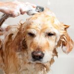 Best Flea Shampoo for Dogs