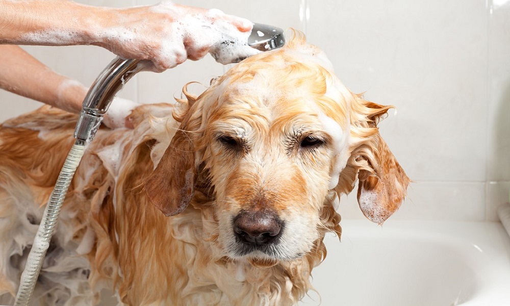 The 10 Best Flea Shampoo for Dogs 2021 Dog Guide Reviews