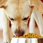 Best Diet Dog Foods
