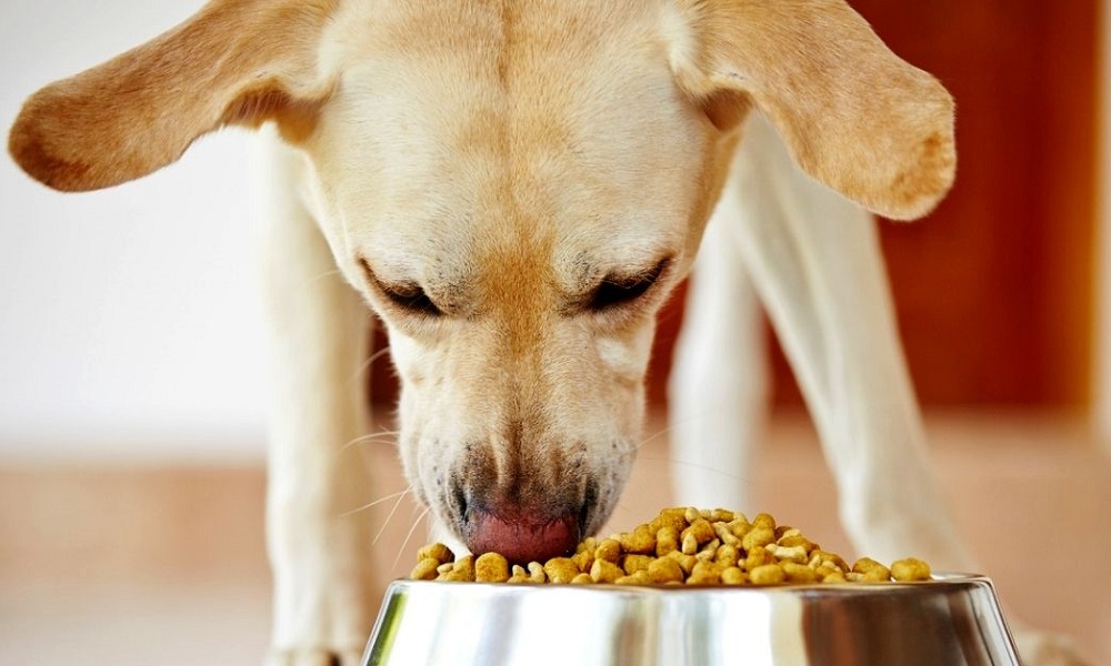 The 10 Best Diet Dog Foods of 2021 Dog Guide Reviews