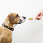Best Joint Supplements For Dogs