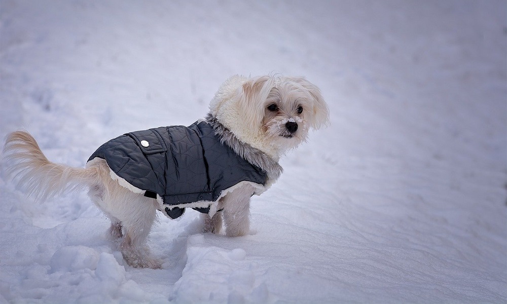 The 10 Best Dog Winter Coats of 2021 Dog Guide Reviews