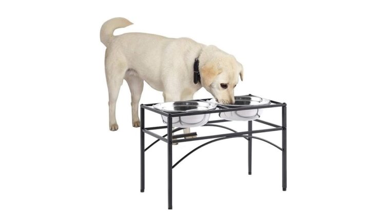 Best Dog Bowl Stands
