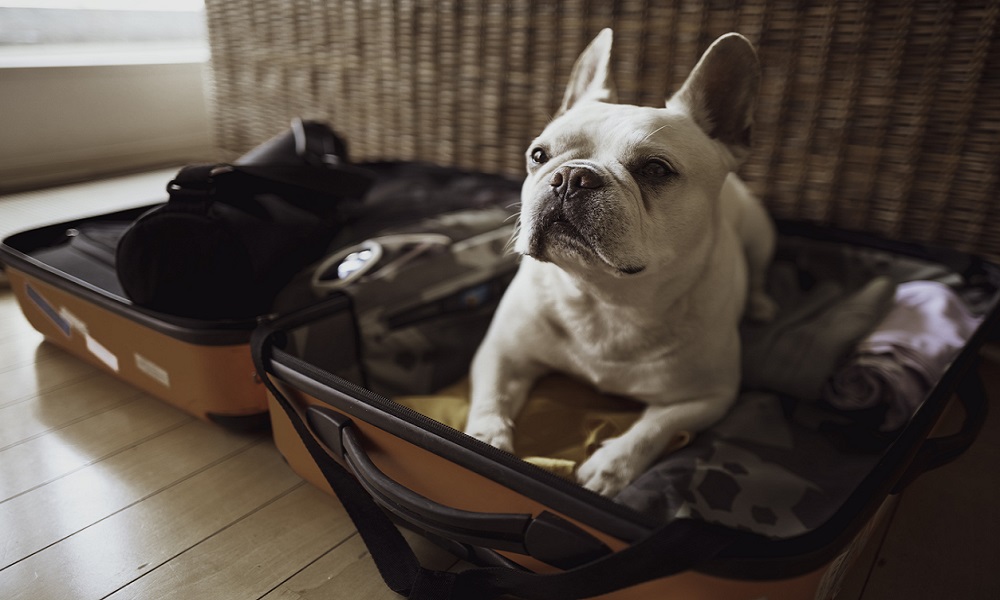 The 10 Best Dog Travel Bags of 2021 – Dog Guide Reviews