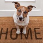 How To Eliminate Dog Smell In House