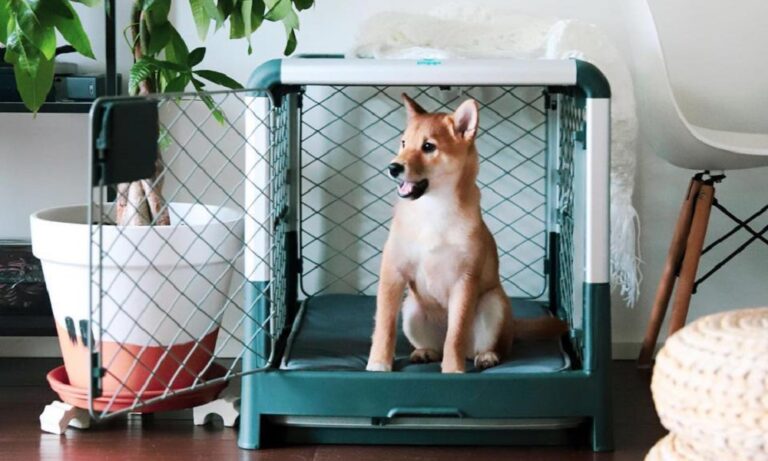 how-to-stop-dogs-from-crying-in-the-crate-dog-guide-reviews