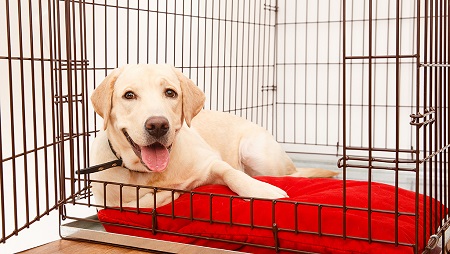 How to Train a Dog Not To Cry in the Crate