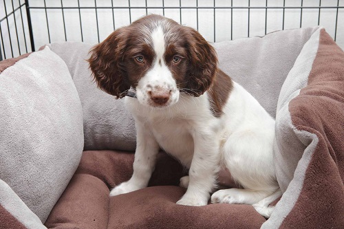 Some Steps to Stop Your Dog from Peeing in the Crate