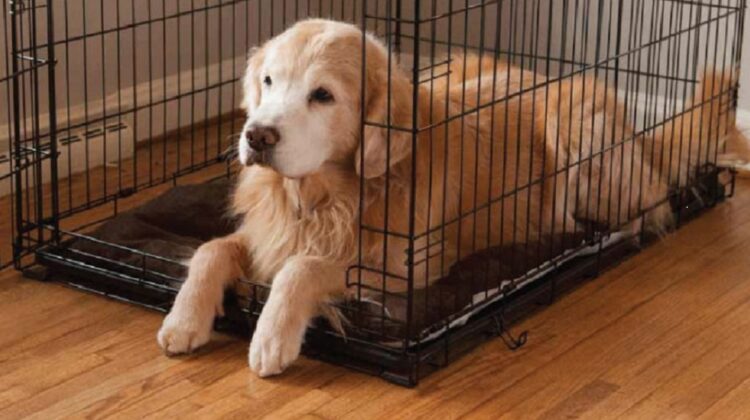 How to Stop Dogs from Peeing in the Crate