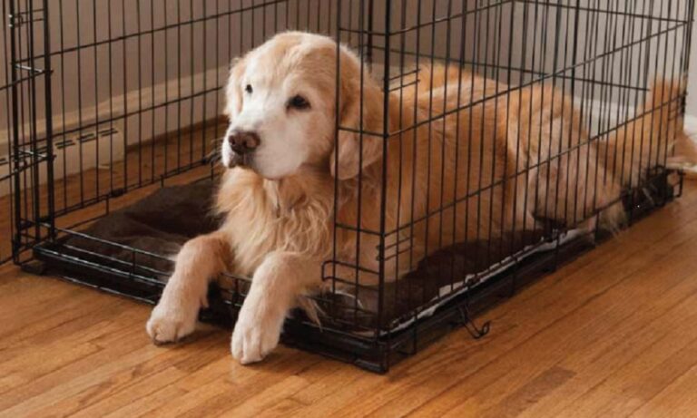 How to Stop Dogs from Peeing in the Crate – Dog Guide Reviews