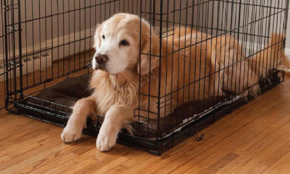 How to Stop Dogs from Peeing in the Crate