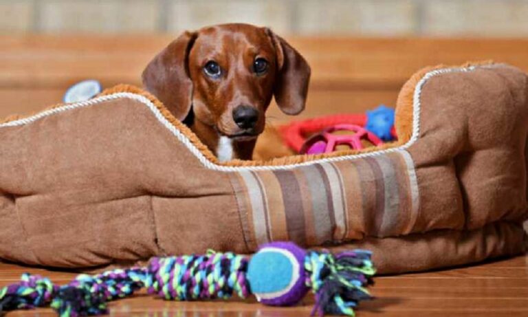 How To Heat A Dog House Without Electricity