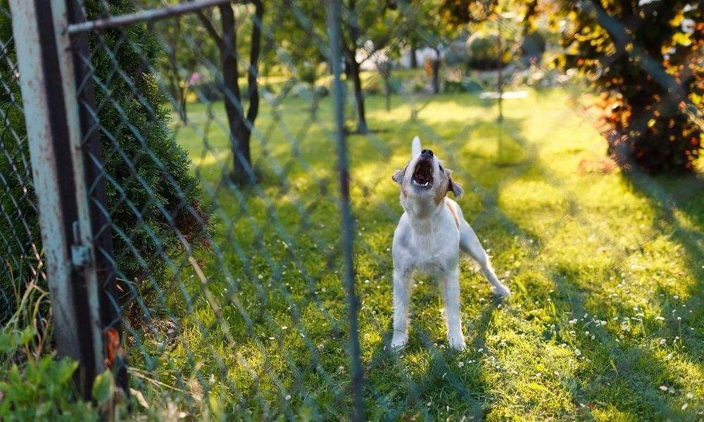 How to stop dog barking at night