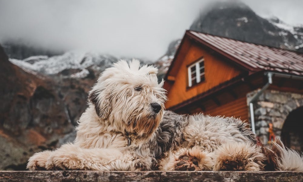 Methods to Heat Dog Houses Without Electricity