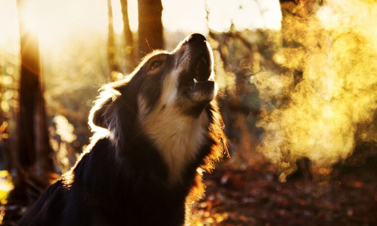 View of How Do You Get Your Dog to Stop Barking All Night – Dog Guide Reviews