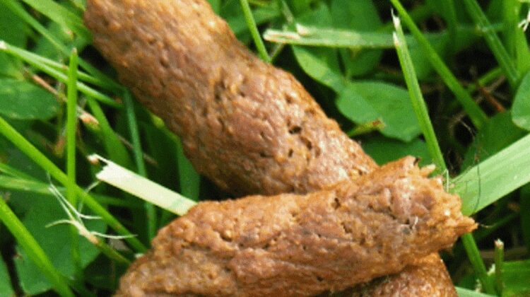 Worms in Dog Poops