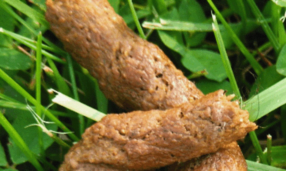 Worms in Dog Poops
