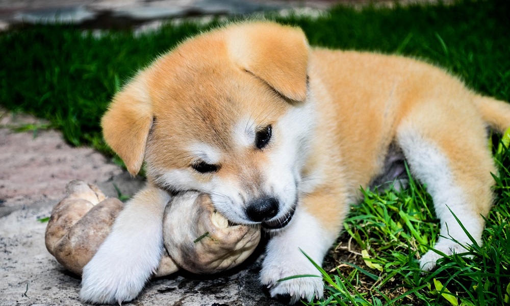 Benefits of Bones for Dog’s Health