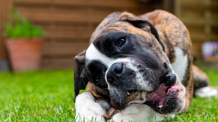 Can Dogs Digest Bones