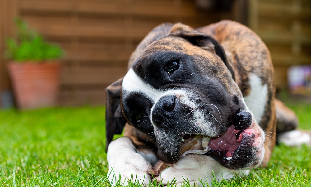 Can Dogs Digest Bones