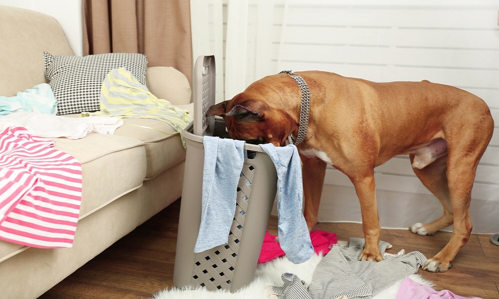 Why Do Dogs Eat Underwear? Dog Guide Reviews