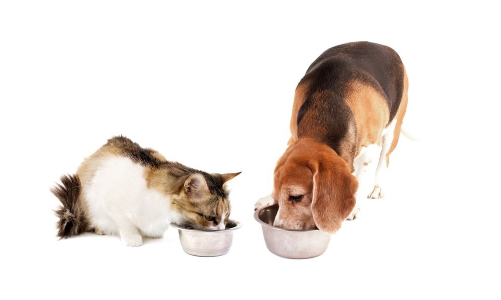 Familiar Sources of Cheap Dog Food 