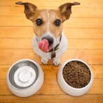 Free Dog Food for Low-Income Families