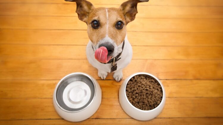 Free Dog Food for Low-Income Families