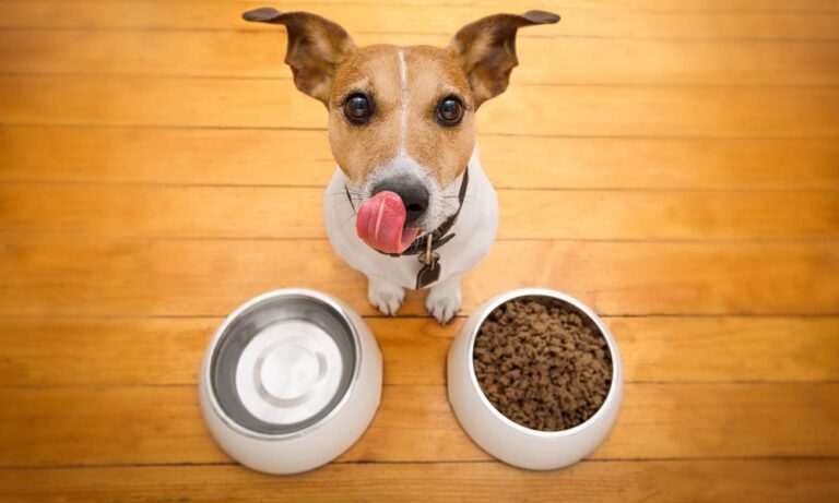 free-dog-food-for-low-income-families-dog-guide-reviews