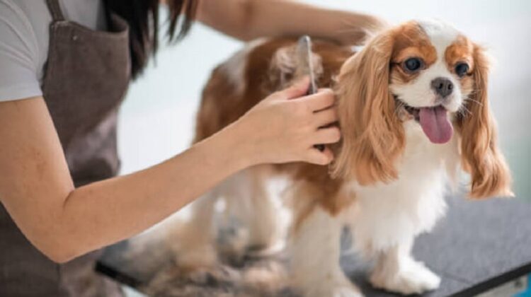 How Much Should You Tip Your Dog Groomer